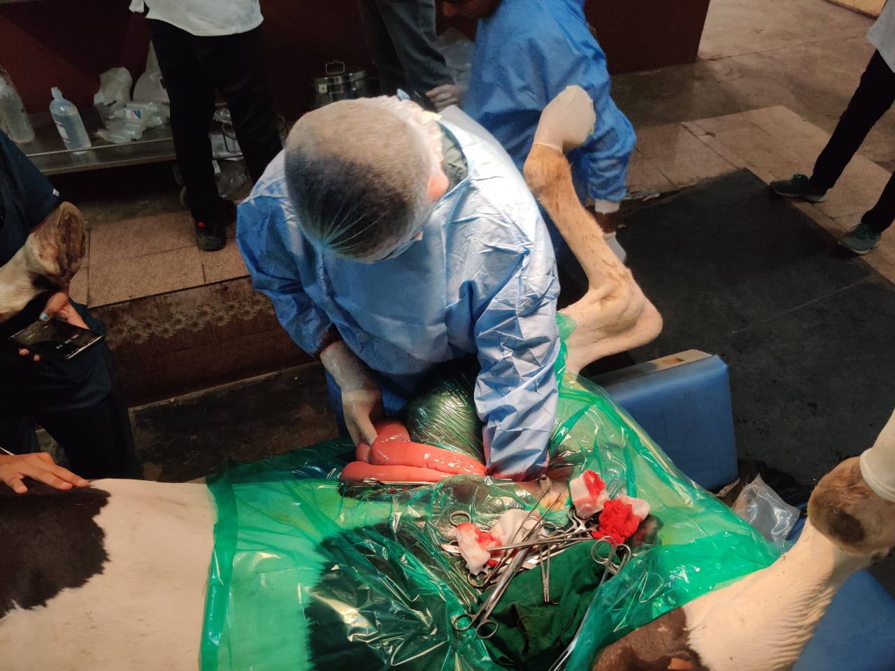 Equine Surgery